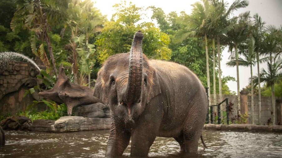 Picture 4 for Activity From Brisbane: Australia Zoo Transfer and Entry Ticket