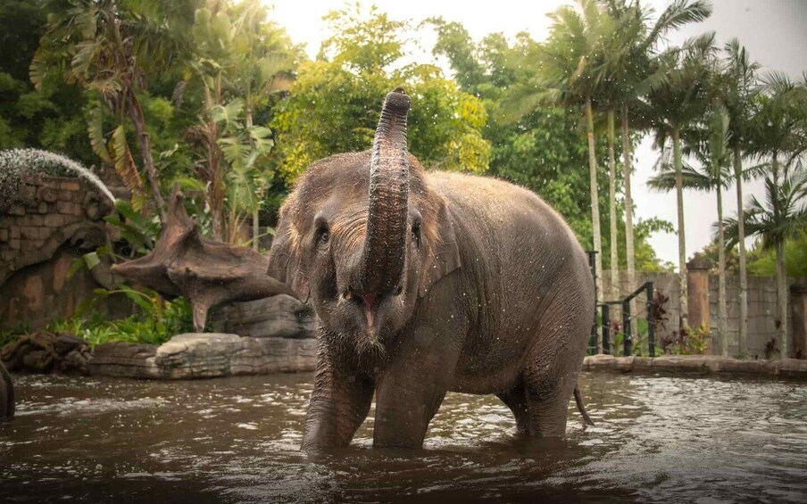 Picture 4 for Activity From Brisbane: Australia Zoo Transfer and Entry Ticket