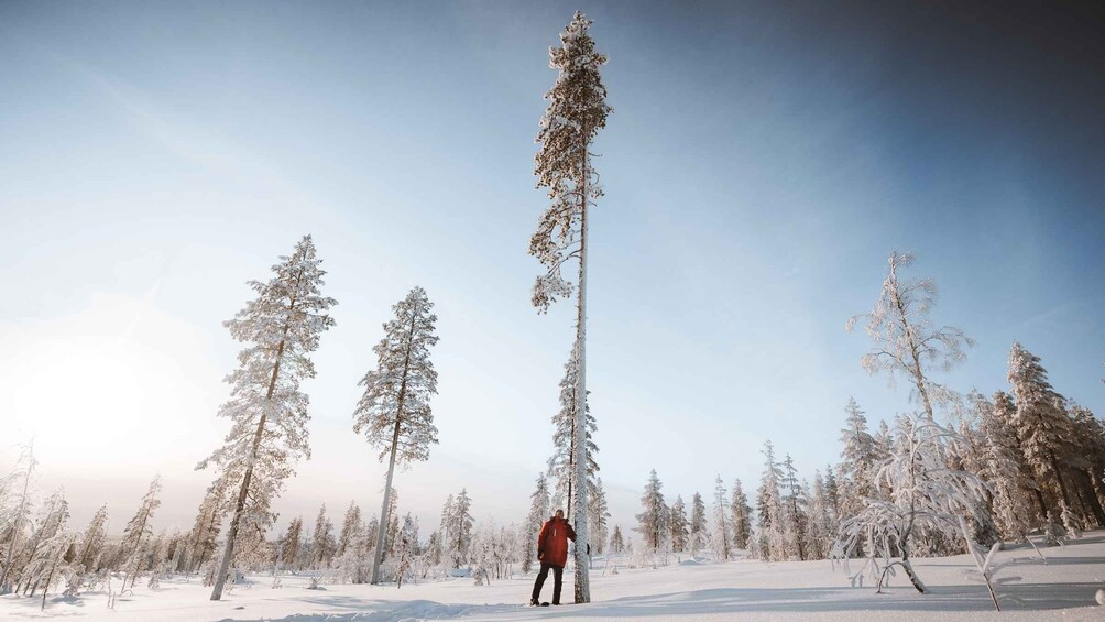 Picture 7 for Activity Rovaniemi: Ski Trekking Safari in Lapland