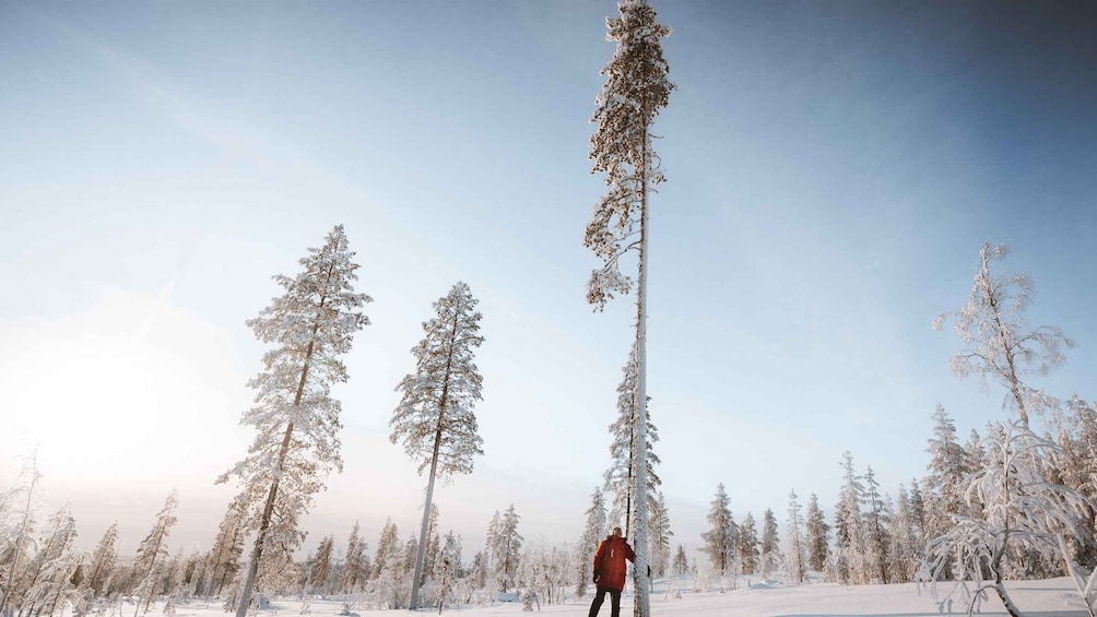 Picture 7 for Activity Rovaniemi: Ski Trekking Safari in Lapland