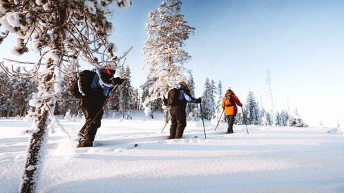 Rovaniemi: Ski-trekking-safari i Lapland