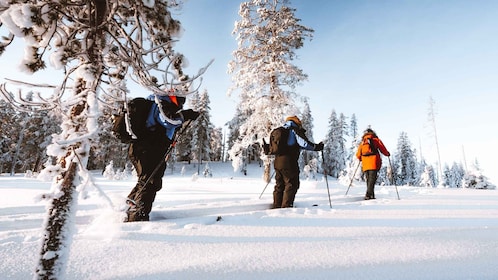 Rovaniemi: Ski-Trekking-Safari in Lappland