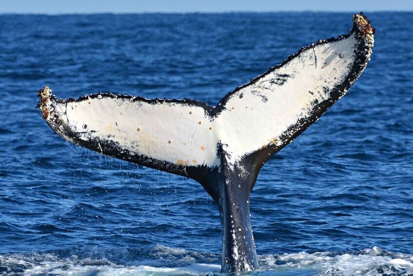 Picture 7 for Activity From Fremantle: 2-Hour Luxury Whale-Watching Cruise