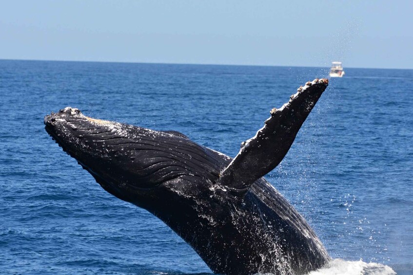 Picture 6 for Activity From Fremantle: 2-Hour Luxury Whale-Watching Cruise