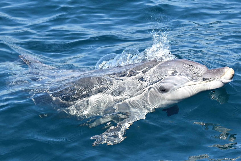 Picture 8 for Activity From Fremantle: 2-Hour Luxury Whale-Watching Cruise