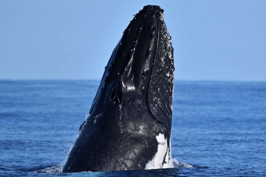 Picture 2 for Activity From Fremantle: 2-Hour Luxury Whale-Watching Cruise