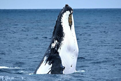 Desde Fremantle: crucero de lujo de 2 horas para observar ballenas