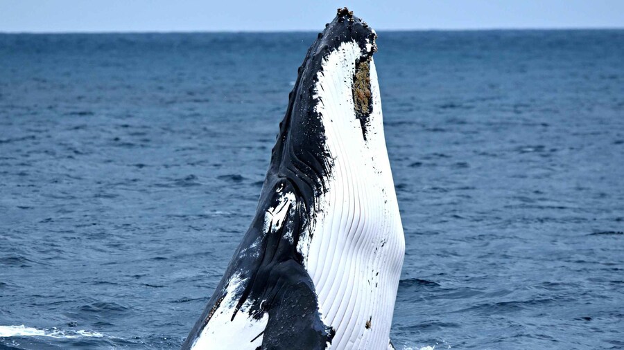 From Fremantle: 2-Hour Luxury Whale-Watching Cruise