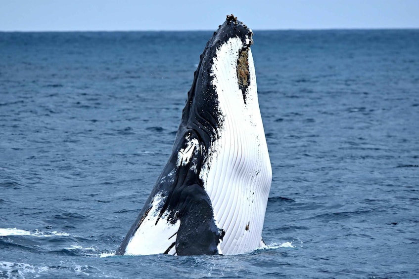 From Fremantle: 2-Hour Luxury Whale-Watching Cruise