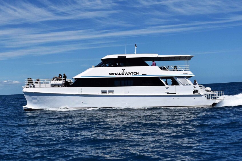 Picture 3 for Activity From Fremantle: 2-Hour Luxury Whale-Watching Cruise