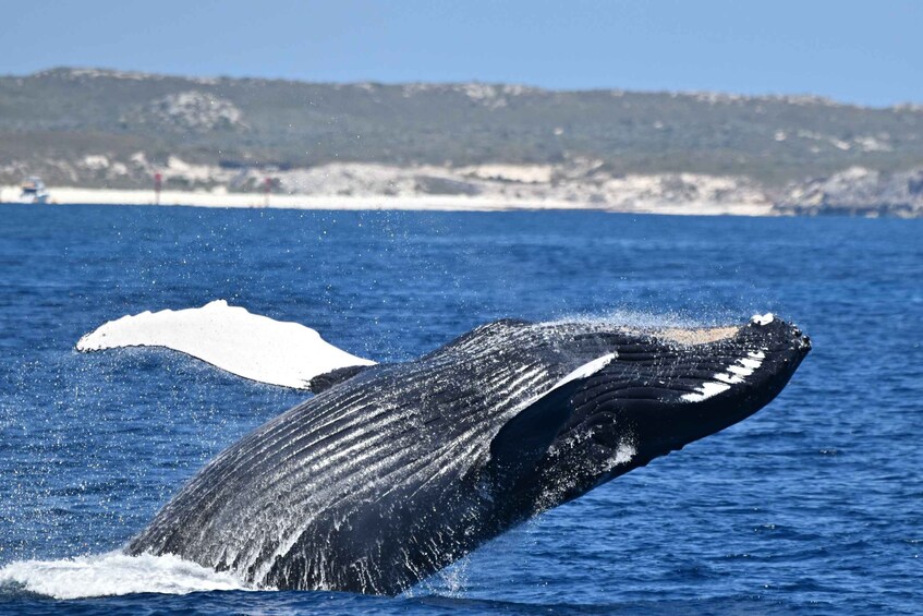 Picture 5 for Activity From Fremantle: 2-Hour Luxury Whale-Watching Cruise