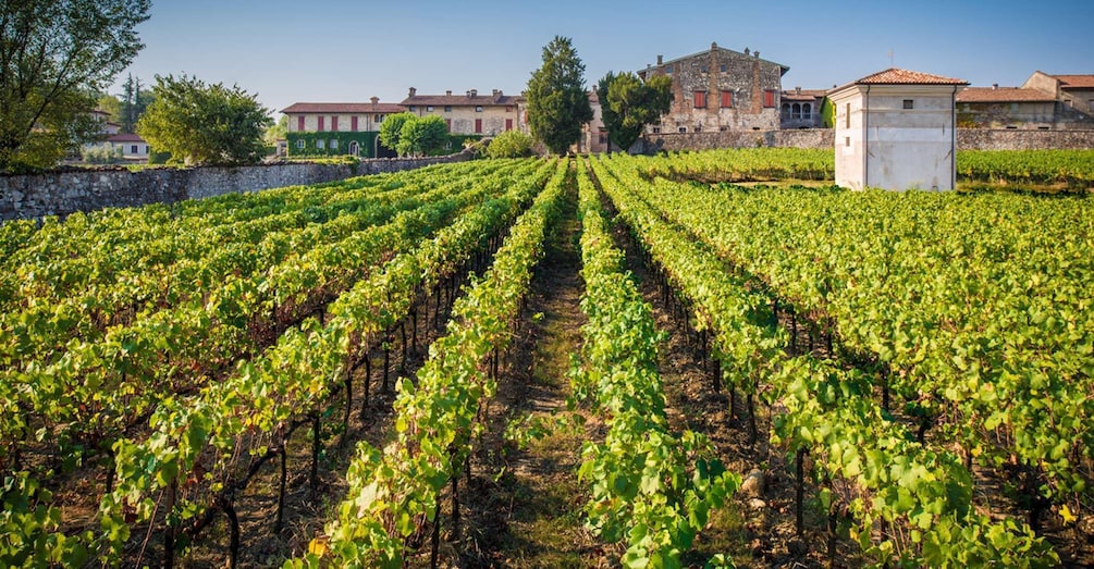 Picture 2 for Activity From Bergamo: Winery Tour in Franciacorta with Lunch