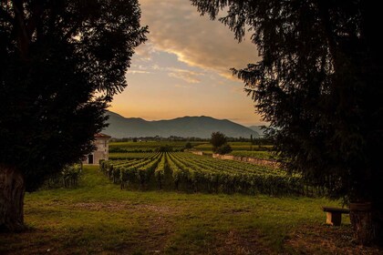 De Bergame : Visite de la cave en Franciacorta avec déjeuner