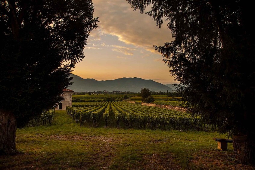 From Bergamo: Winery Tour in Franciacorta with Lunch