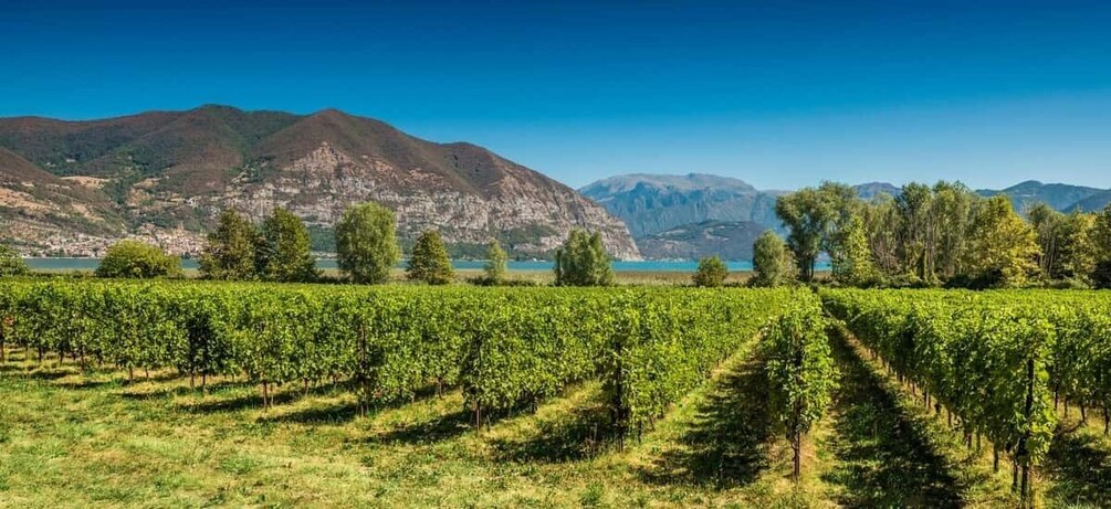 Picture 8 for Activity From Bergamo: Winery Tour in Franciacorta with Lunch