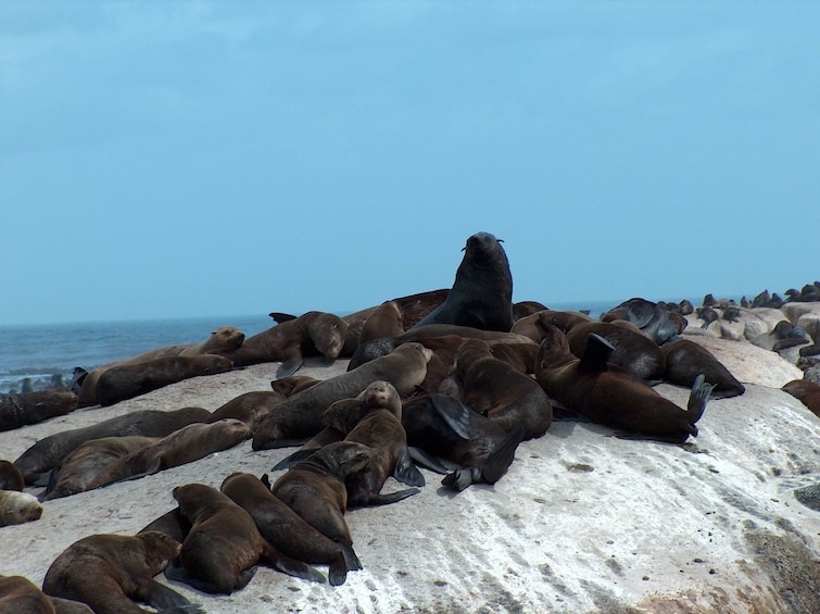 Cargar foto 3 de 10. The Ultimate Cape Town Pass - Unlimited