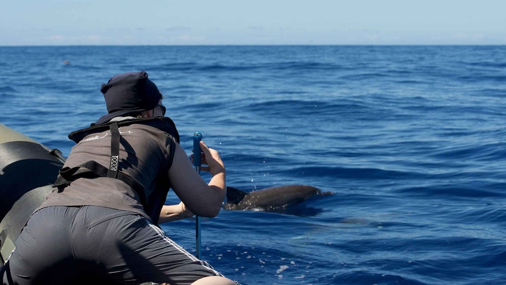 Picture 3 for Activity From Calheta: Madeira Whale and Dolphin Watching Boat Tour