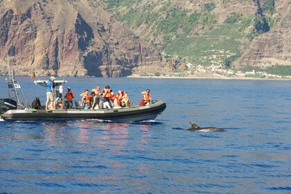 Fra Calheta: Hval- og delfinsafari med båd på Madeira