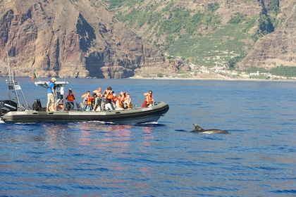 Desde Calheta: tour en barco para avistar ballenas y delfines en Madeira