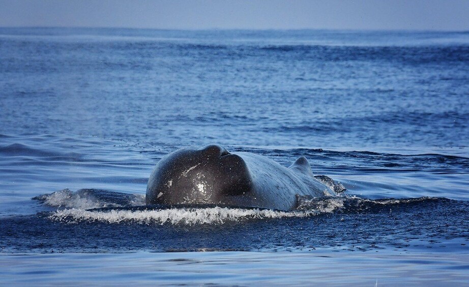 Picture 4 for Activity From Calheta: Madeira Whale and Dolphin Watching Boat Tour