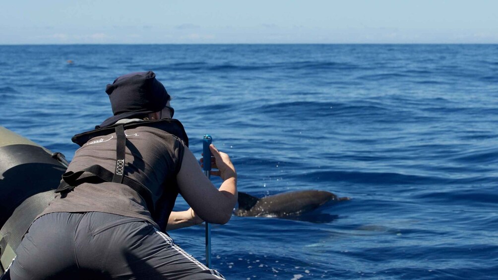 Picture 3 for Activity From Calheta: Madeira Whale and Dolphin Watching Boat Tour