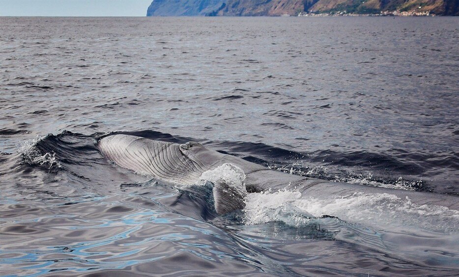 Picture 5 for Activity From Calheta: Madeira Whale and Dolphin Watching Boat Tour