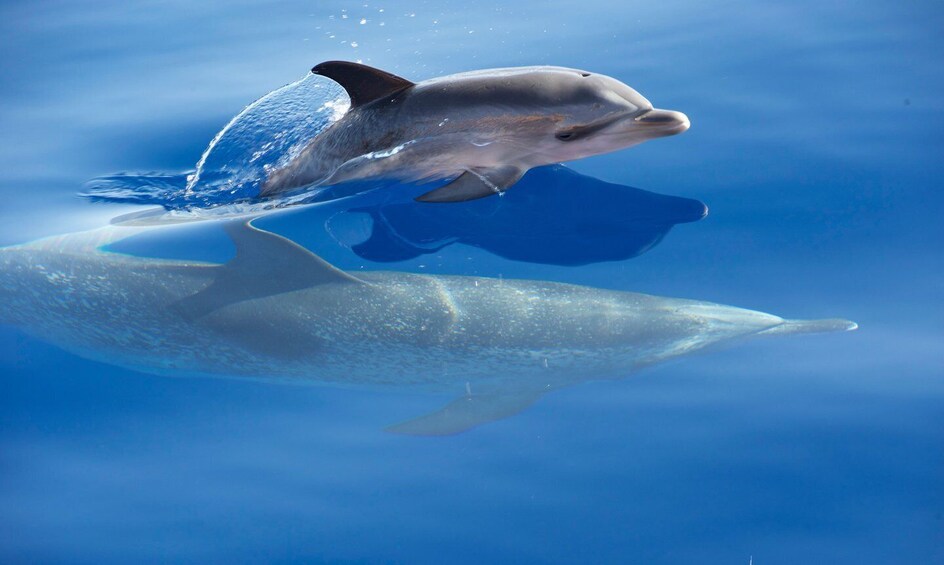 Picture 2 for Activity From Calheta: Madeira Whale and Dolphin Watching Boat Tour