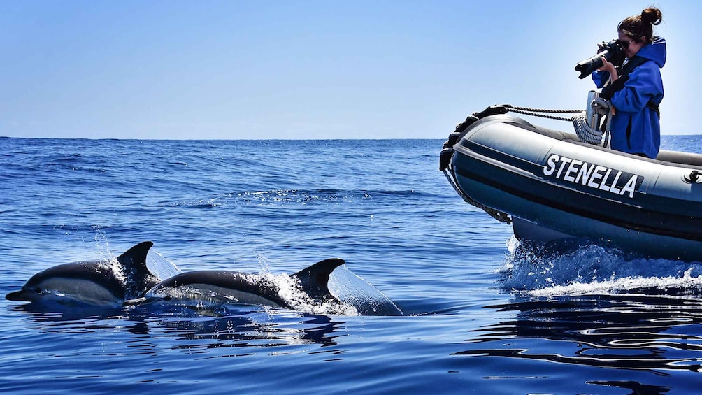 Picture 1 for Activity From Calheta: Madeira Whale and Dolphin Watching Boat Tour