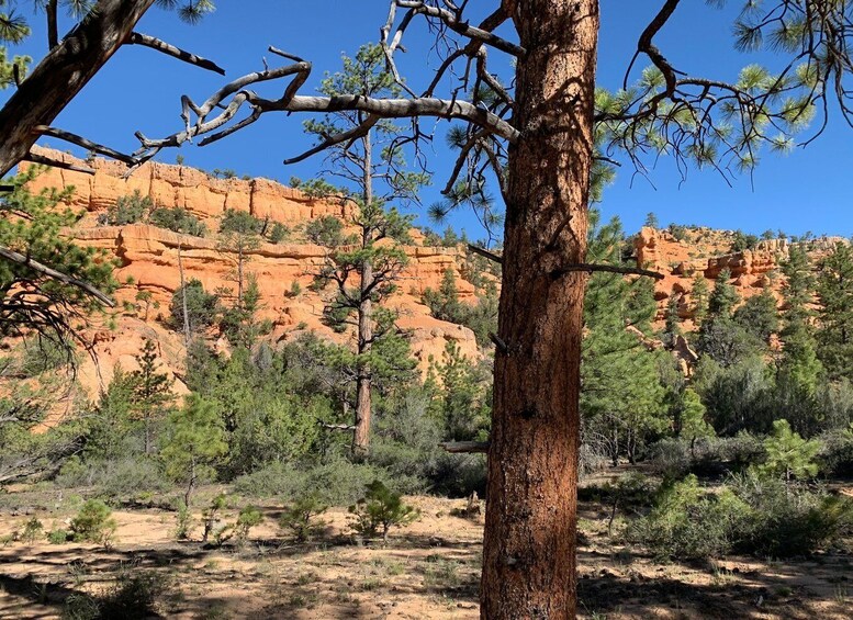 Picture 6 for Activity Bryce Canyon City: Horseback Riding Tour in Red Canyon