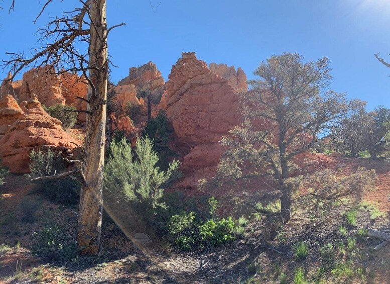 Picture 2 for Activity Bryce Canyon City: Horseback Riding Tour in Red Canyon