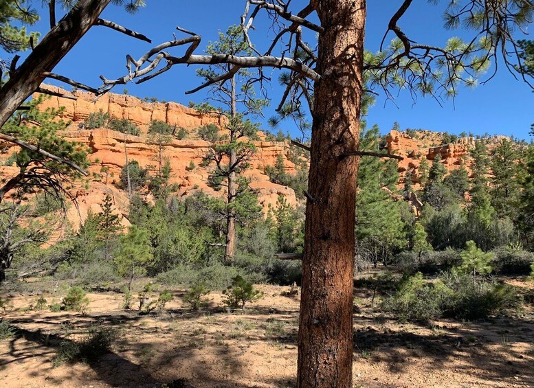 Picture 6 for Activity Bryce Canyon City: Horseback Riding Tour in Red Canyon