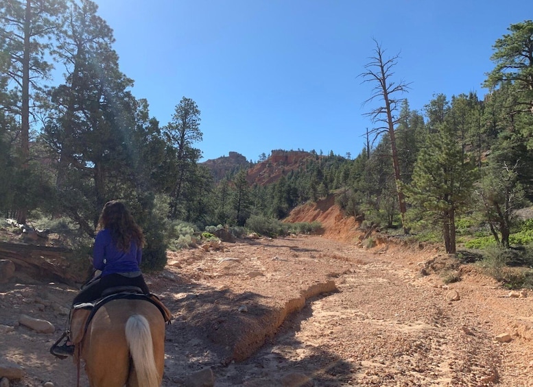Picture 5 for Activity Bryce Canyon: 3-Hour Horseback Ride in Red Canyon