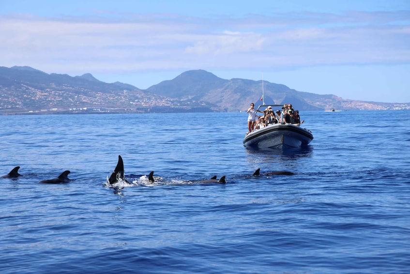 Picture 6 for Activity From Funchal: Whale and Dolphin Watching