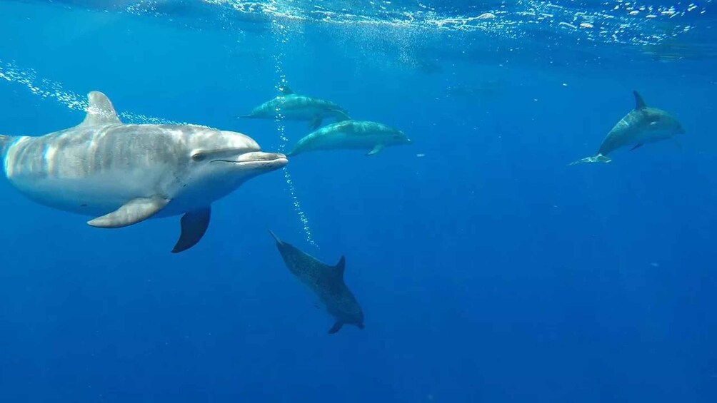 Picture 3 for Activity From Funchal: Whale and Dolphin Watching