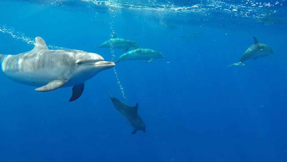 Picture 3 for Activity From Funchal: Whale and Dolphin Watching