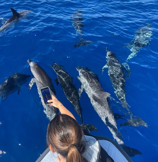 Picture 1 for Activity From Funchal: Whale and Dolphin Watching