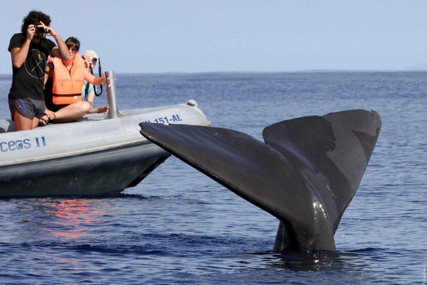 Picture 10 for Activity From Funchal: Whale and Dolphin Watching