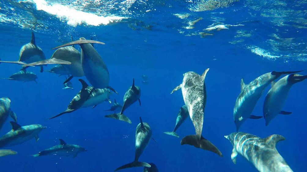 Picture 5 for Activity From Funchal: Whale and Dolphin Watching