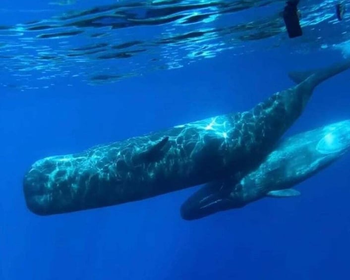 Picture 7 for Activity From Funchal: Whale and Dolphin Watching