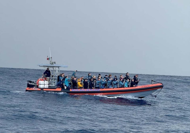 Picture 17 for Activity From Funchal: Whale and Dolphin Watching