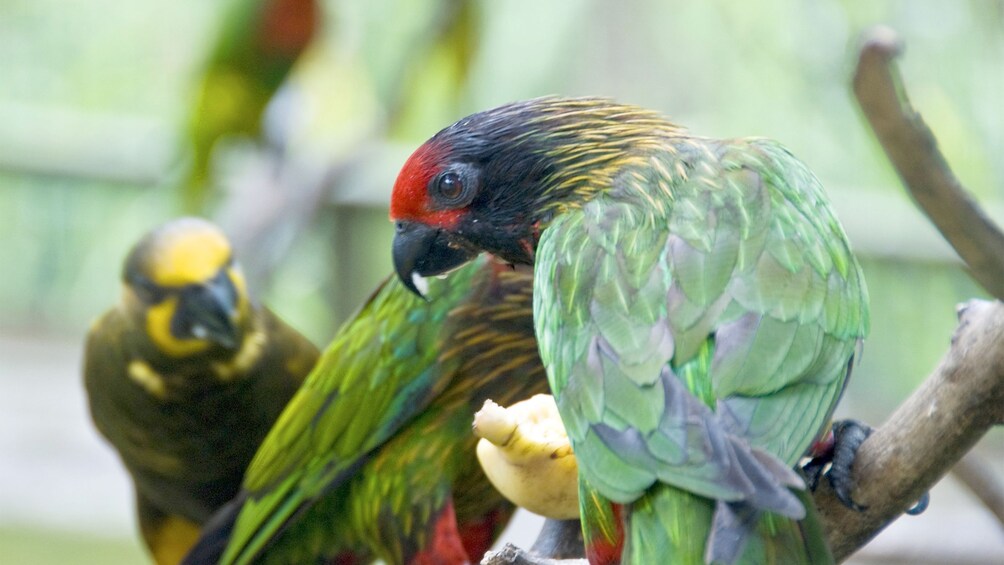 Birds in Kuala Lumpur