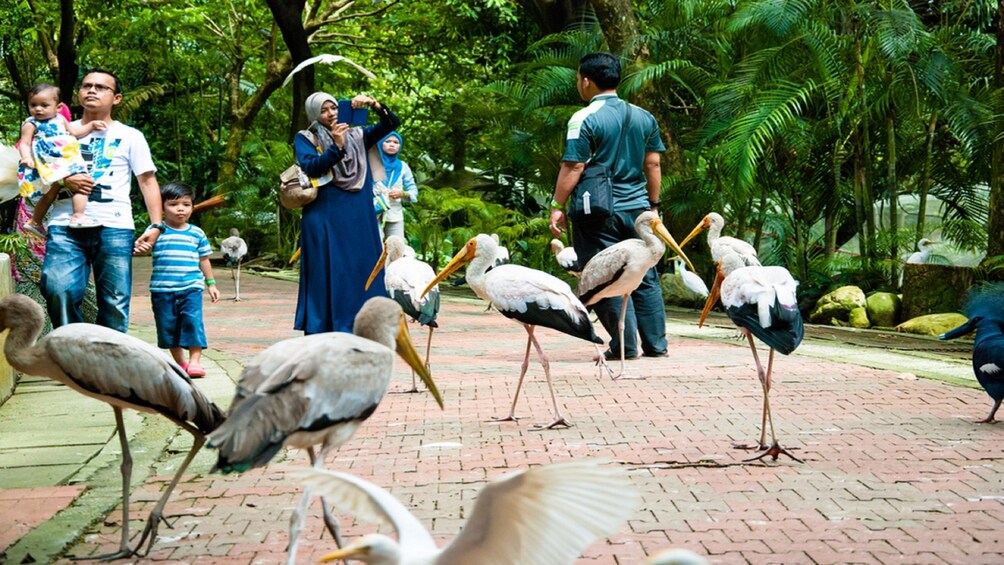 Half-Day Tour to Orchid Garden, Butterfly & Bird Park & Aquaria KLCC