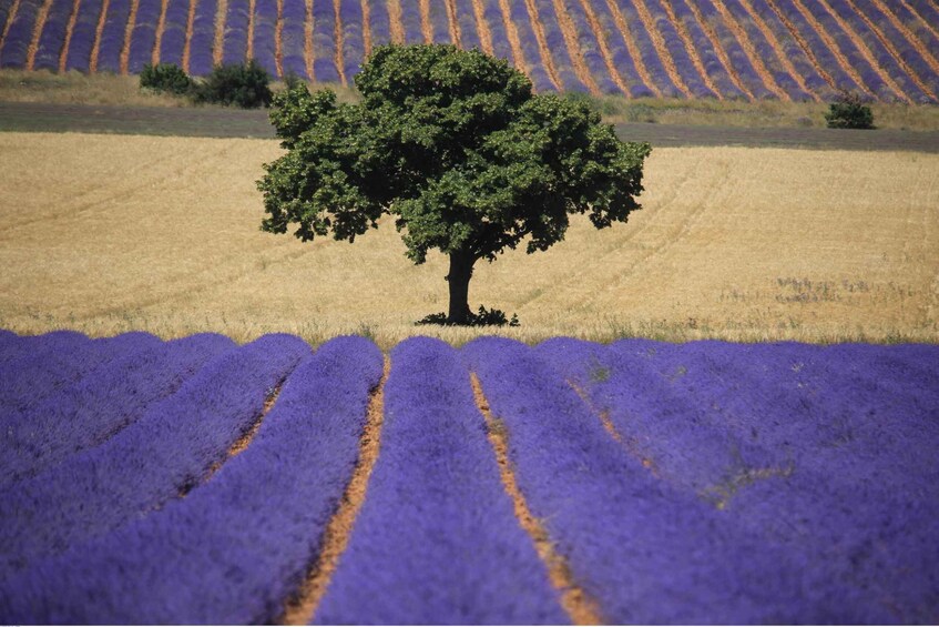 Picture 5 for Activity Ocean of Lavender in Valensole