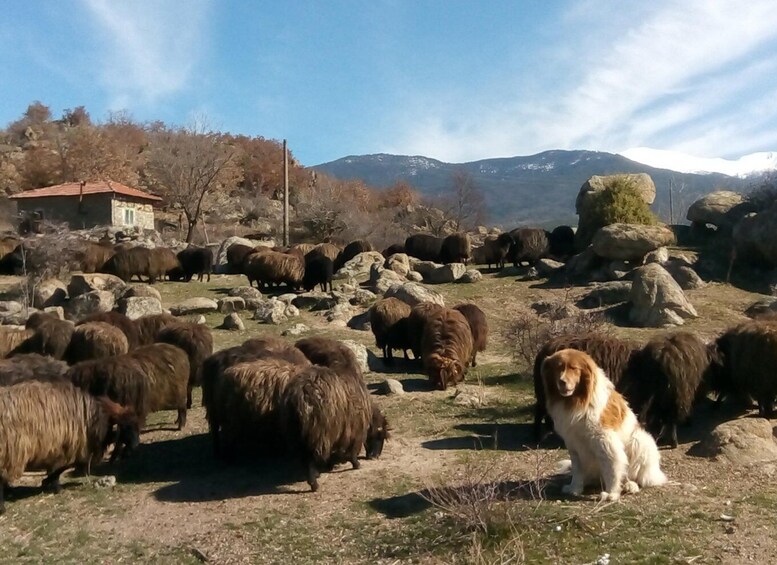 Picture 1 for Activity Bansko: Rare Bulgarian Pets Experience