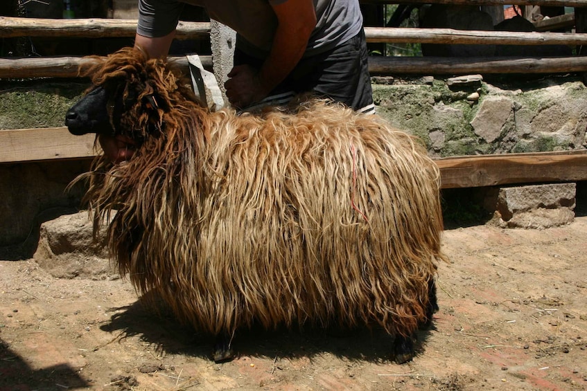 Picture 4 for Activity Bansko: Rare Bulgarian Pets Experience