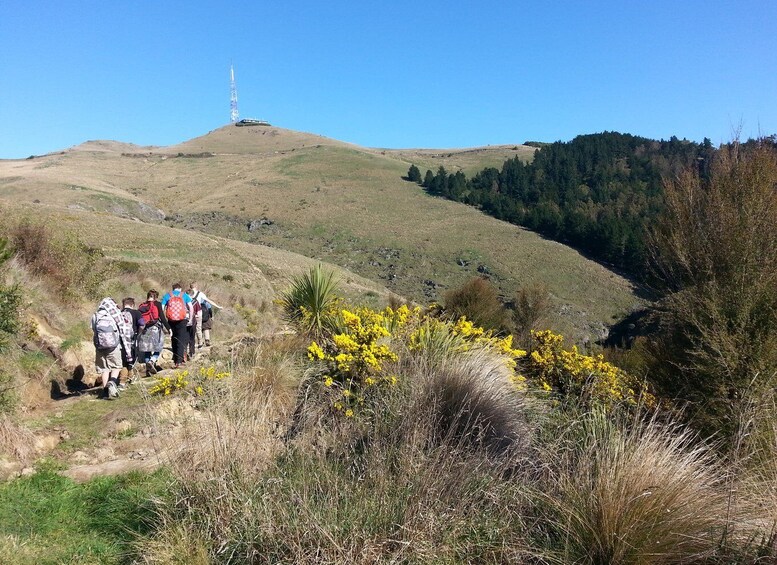 Picture 4 for Activity Christchurch: Packhorse Hut Guided Walk and Scenic Drive