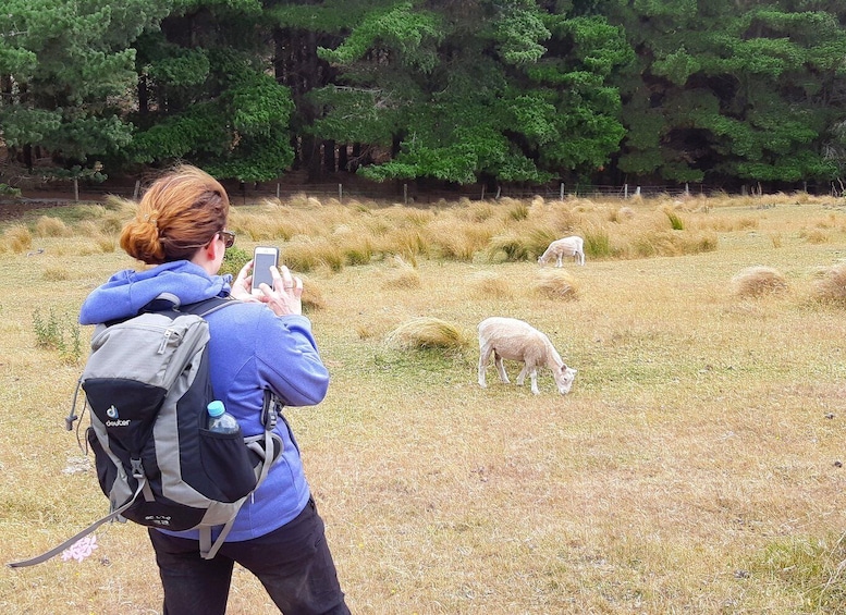 Picture 3 for Activity Christchurch: Packhorse Hut Guided Walk and Scenic Drive