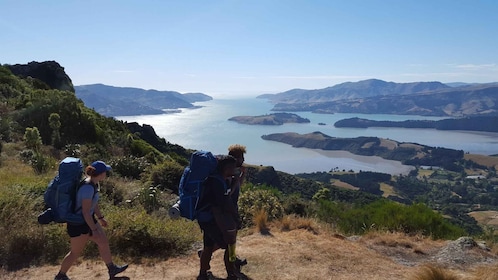 Christchurch: Packhorse Hut begeleide wandeling en panoramische rit