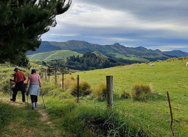 Picture 1 for Activity Christchurch: Packhorse Hut Guided Walk and Scenic Drive