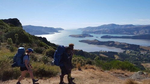 Christchurch: paseo guiado por Packhorse Hut y recorrido panorámico
